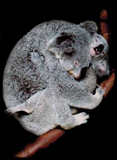 koalas