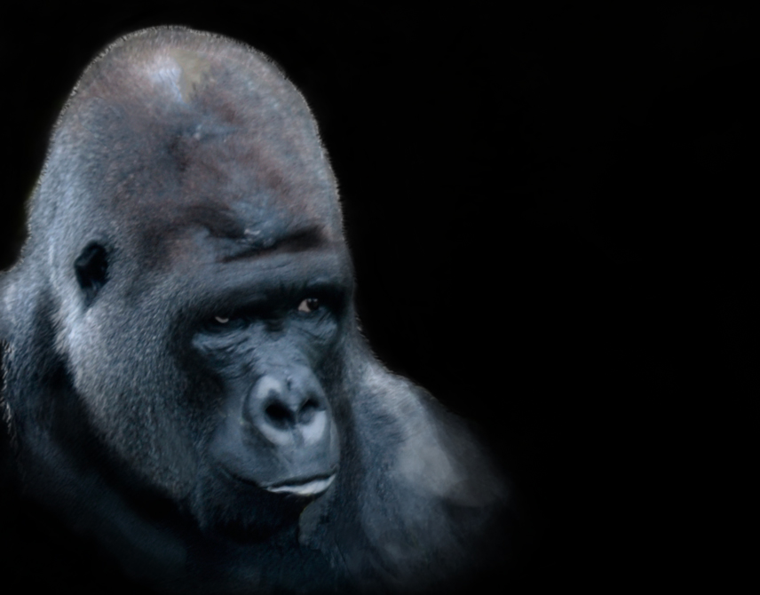 Gorilla