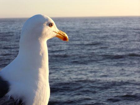 seagull