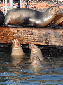 sealions